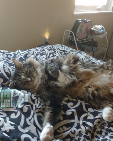 Cute cat named Jordan
