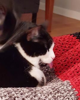Cute cat named Salem