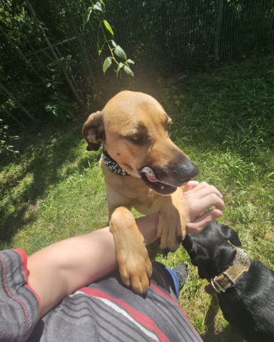 Cute dog named Striker