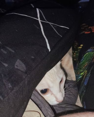Cute orange cat named Aphrodite