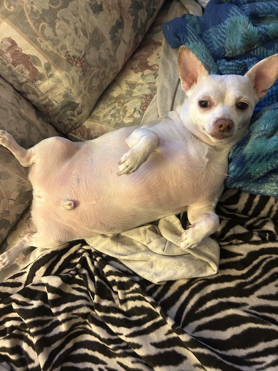 Cute Chihuahua named Happy Feet