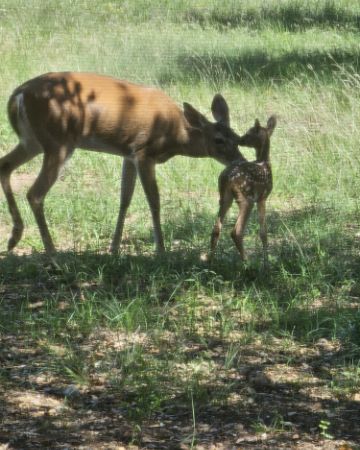 Cute Deer,Axis Deer,Bucks,Axis Bucks named Nature