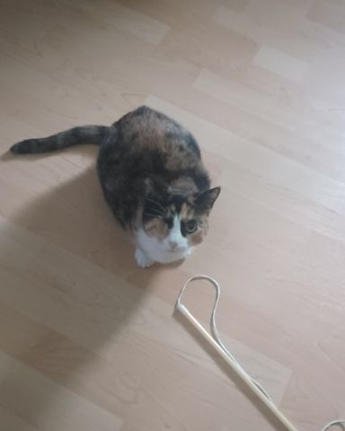 Cute calico named patches
