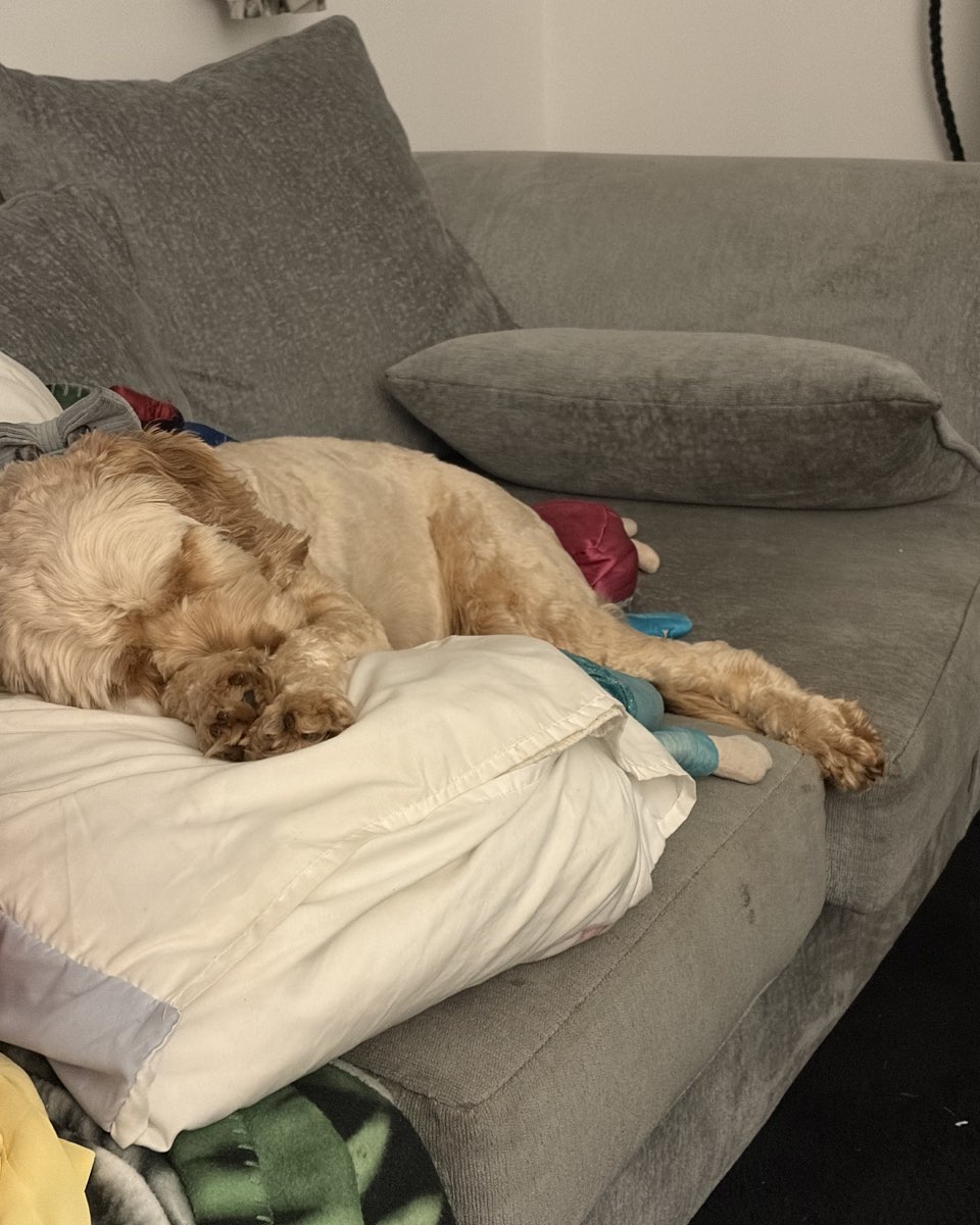 Cute dog named Baby