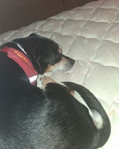 Cute Miniature pinscher named Turbo