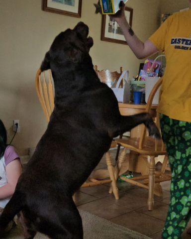 Cute chocolate lab named Roscoe