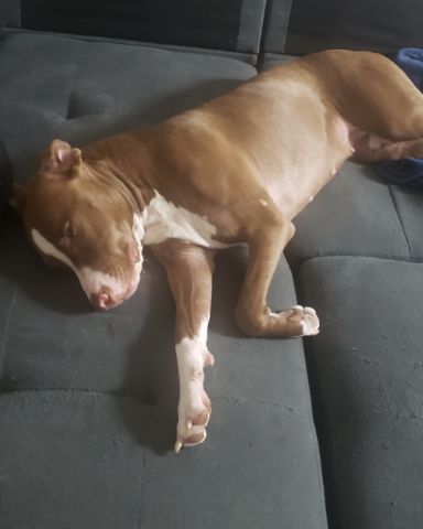 Cute dog named Maisy