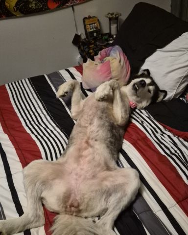 Cute dog named Tasha
