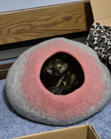 Cute cat named Zeros