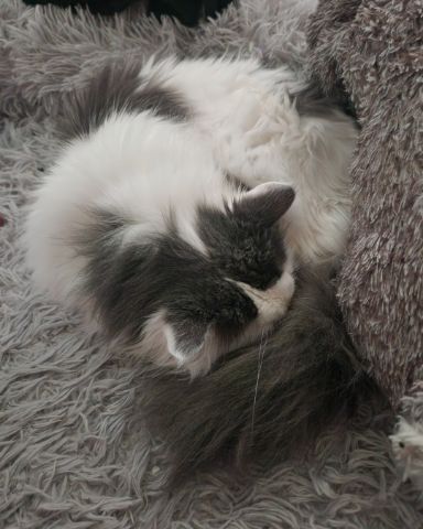 Cute Maine Coon/Ragdoll named Twinkie