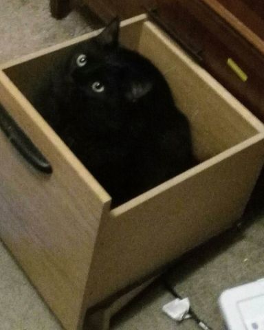 Cute Unsure named Sylvester