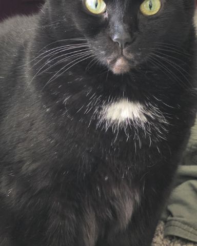 Cute cat named Unity