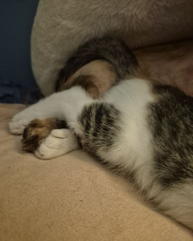 Cute Dorkie and cat named Layla (dorkie)) and Penny (cat)