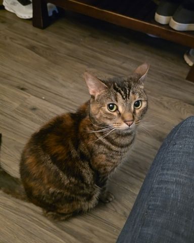 Cute Brown Tabby named Minerva (Minnie)