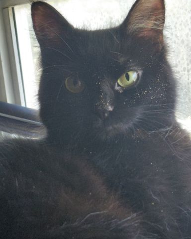 Cute cat named Kitty