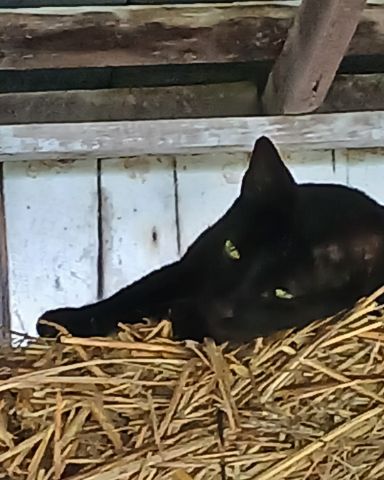 Cute black cat named ali