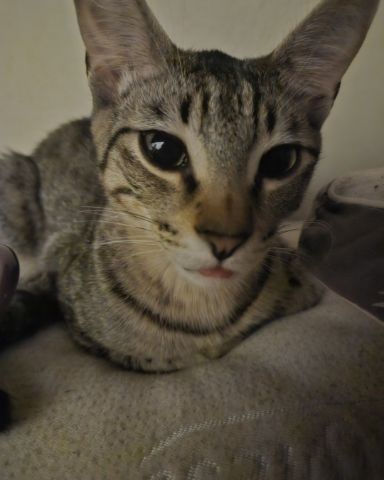 Cute cat named Milo