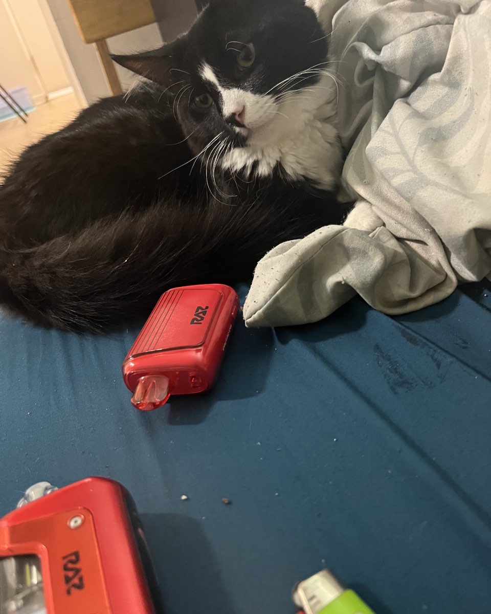 Cute cat named Oliver Bean