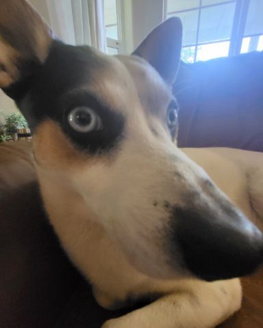 Cute 1/4 Chihuahua 3/4 Queensland healer named Billy