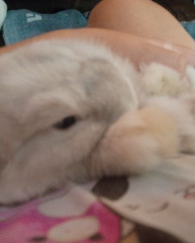 Cute Bunny named Snowball