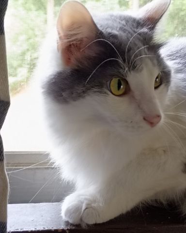 Cute cat named mousi poo