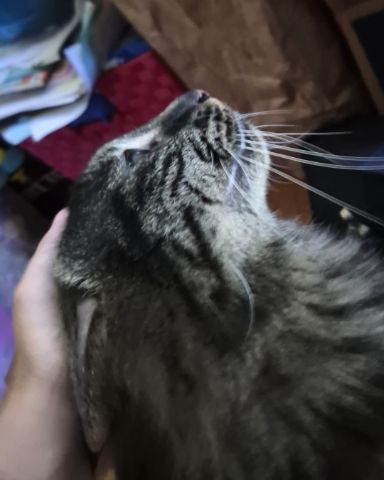 Cute cat named Morgan