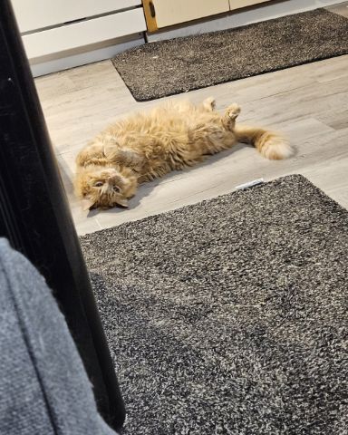 Cute cat named Smudge ( Orange ) And Marshmallow ( White )