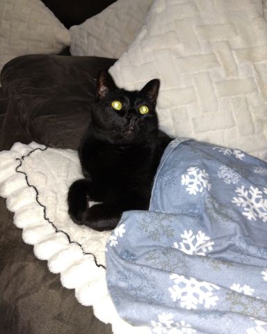 Cute cat named Binx 🖤  (Thackery Binx)