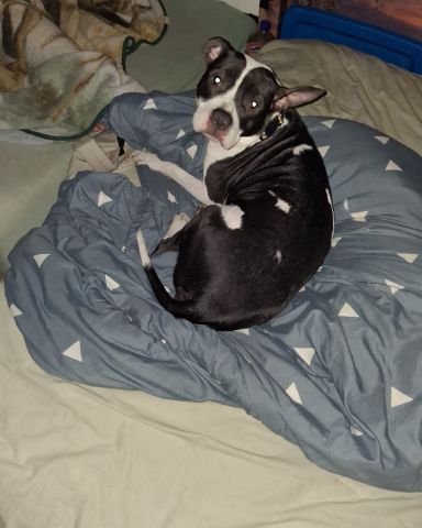 Cute Bull Terrier named Luna
