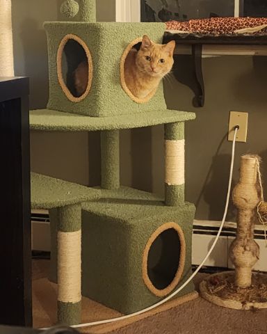 Cute Orange Floof named Harley