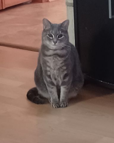 Cute short haired cat named dutchess