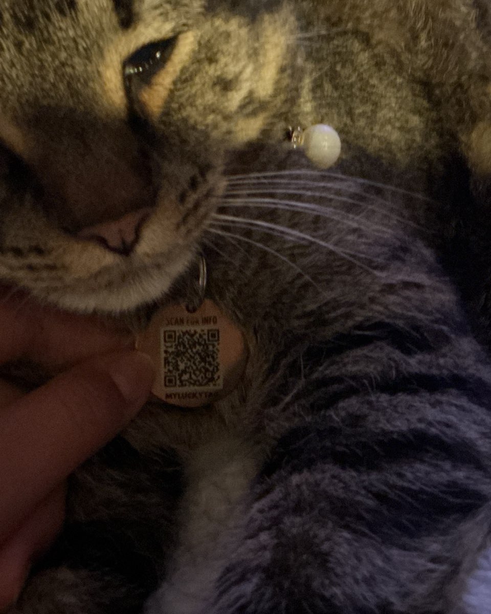 Cute cat named ReyRey