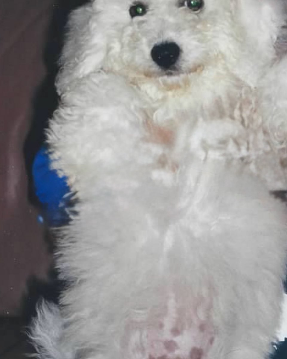 Cute Bichon Frise named Myles