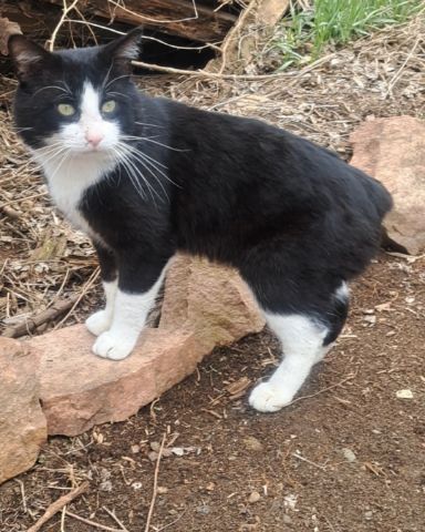 Cute Bobtail named Bear