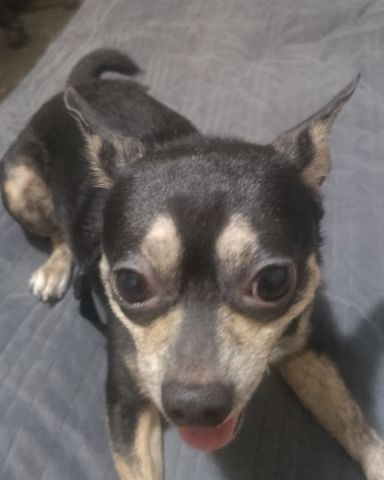Cute Miniature Pinscher mix named kylo
