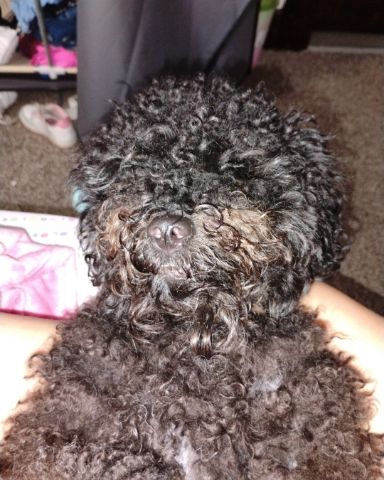 Cute black poodle named Brownie