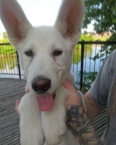 Cute German Shepard and Siberian Husky mix named Elton John