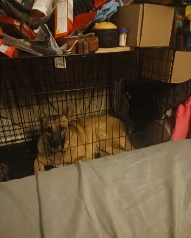 Cute Bull massif German shepherd mix named Thor da goober