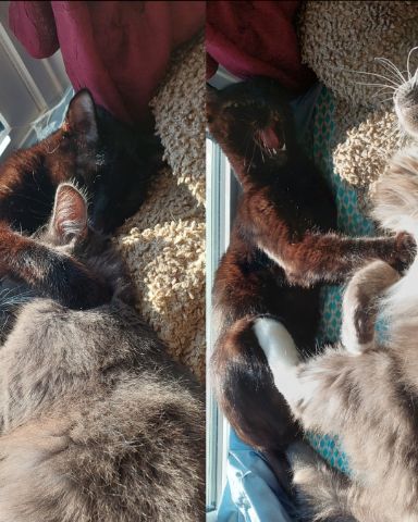 Cute cat named Trouble
