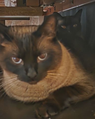 Cute Siamese named Twin love ❤ (Stella and Luna)