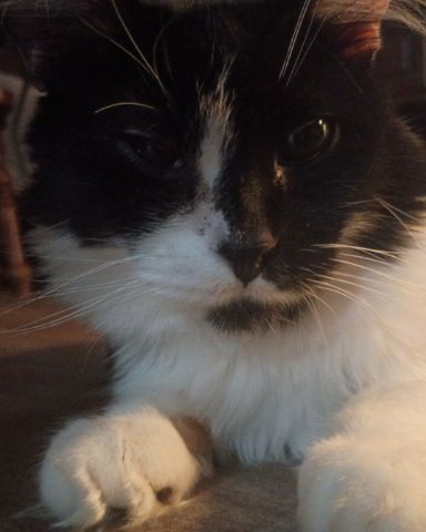 Cute cat named mini