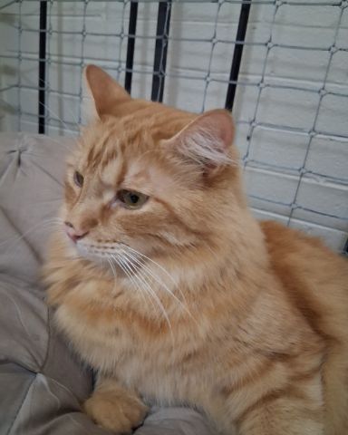 Cute cat named Simon