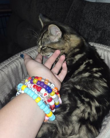 Cute Domestic longhair named Noodle