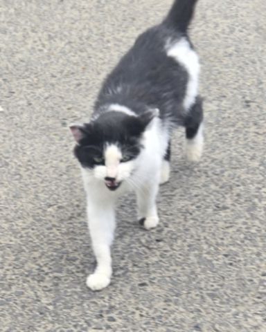 Cute cat named ✨️Zombie ✨️
