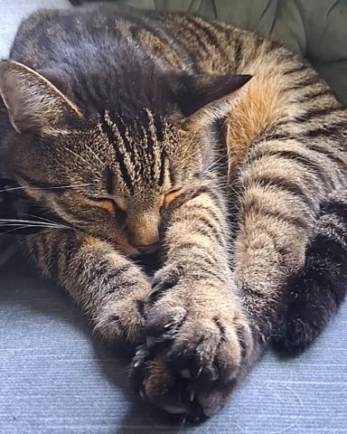 Cute cat named brimstone