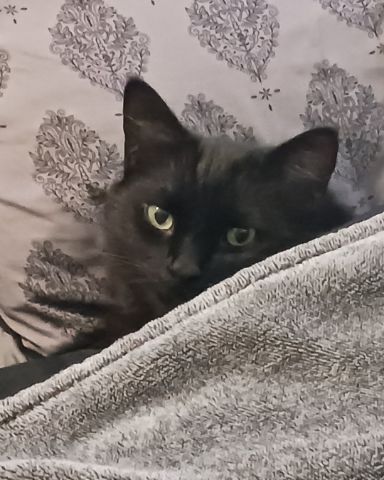 Cute Unsure named Sylvester