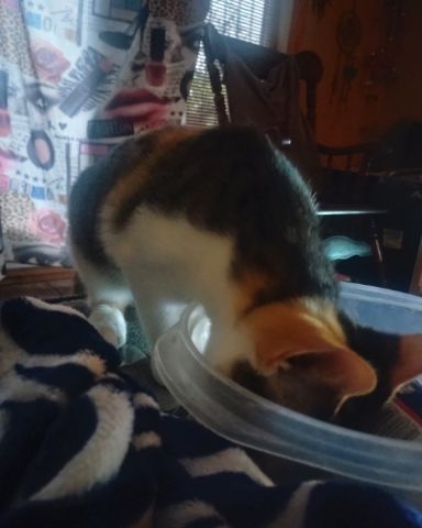 Cute cat named Kiki