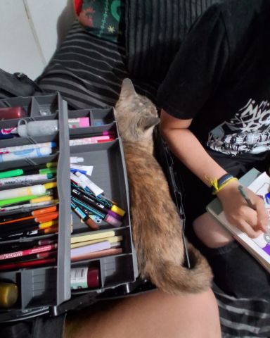 Cute Tortoiseshell named Tiva