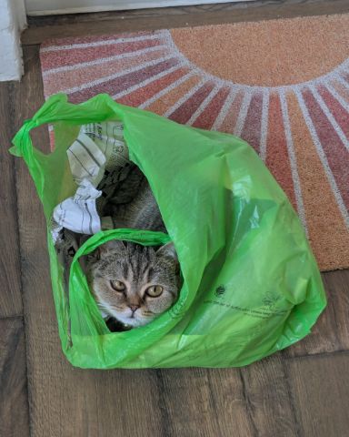 Cute British Shorthair named Peaches
