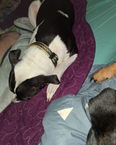 Cute Bull Terrier named Luna